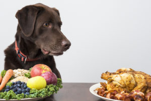 10 Best Cancer Preventing Foods For Your Dog