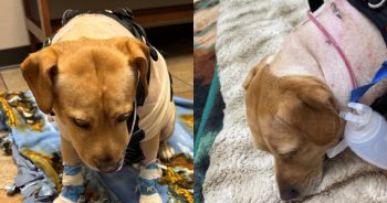 Hero Dog Who Fought a Bear Is on the Road to Recovery