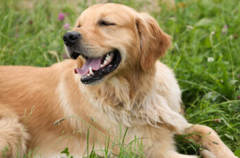 10 Best Supplements for a Senior Golden Retriever
