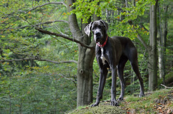 10 Best Supplements for a Senior Great Dane