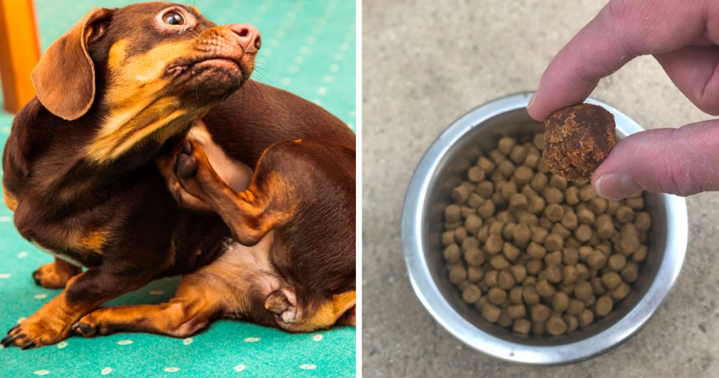 Itchy Dog? For 50 Cents a Day, These Tasty Chews from Amazon Prime Might Bring Allergy Relief To Your Pup