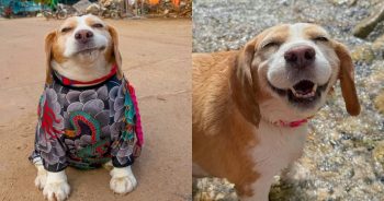 Mootoo Is Living Proof That Beagles Are Natural Comedians