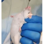 Experimenter Kicked Off Her Own Cruel Experiments at UMass Chan