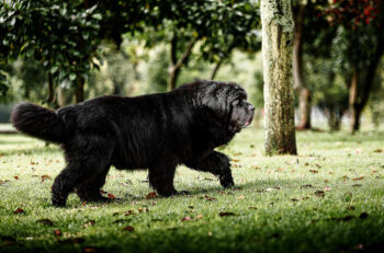10 Best Supplements for a Senior Newfoundland