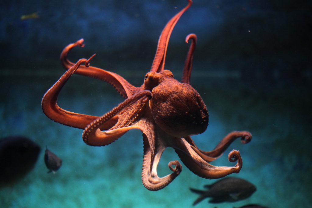 Victory! Plans for World’s First Octopus Farm Abandoned