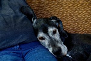 How To Prepare Your Home For A Senior Dog