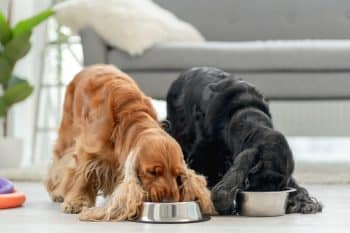 12 Best Raw Dog Food Brands for Cocker Spaniels