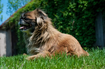 10 Best Supplements for a Senior Pekingese