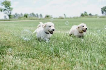 11 Playful Dog Breeds Made For Summer Fun