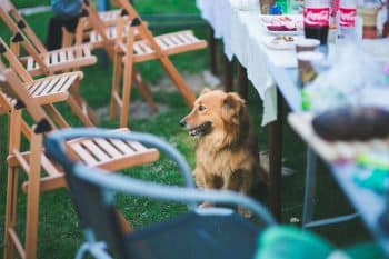 13 Dog Breeds Most Likely To Steal Food Unnoticed