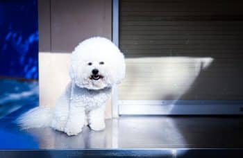 11 Hypoallergenic Dog Breeds For Allergy-Sensitive Homes