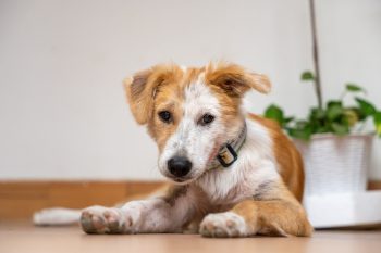 Is Your Dog’s Coat Dry & Dull? Try This Little Trick