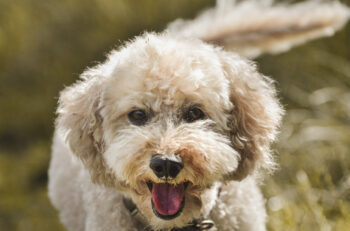 10 Best Supplements for a Senior Poodle