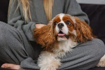 11 Homebody Dog Breeds That Prefer Netflix Over Nature