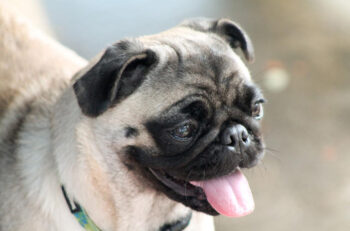 10 Best Supplements for a Senior Pug