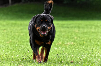 10 Best Supplements for a Senior Rottweiler