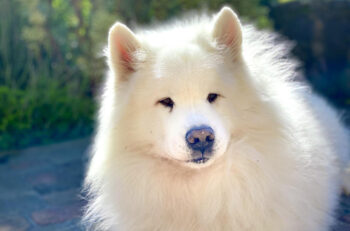 10 Best Supplements for a Senior Samoyed