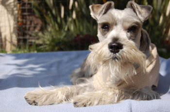 10 Best Supplements for a Senior Schnauzer