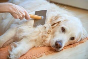Tired of Excessive Shedding? Try Adding This One Ingredient To Your Dog’s Diet