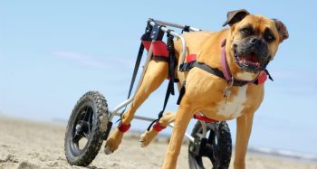 How iHeartDogs Supporters Are Transforming the Lives of Disabled Dogs