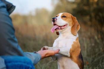 11 Loyal Dog Breeds Born To Be Everyone’s Best Friend