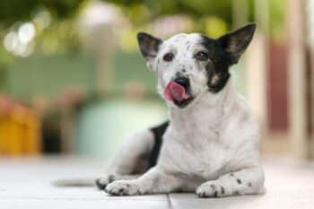 10 Reasons Pet Parents Are Switching Their Dogs To Krill Oil