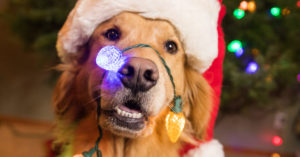 20 Holiday Gifts for a Healthier & Happier Dog
