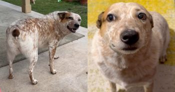 Cattle Dog Has One Mission in Life…To Become the Most Famous Stumpy Tail on the Internet
