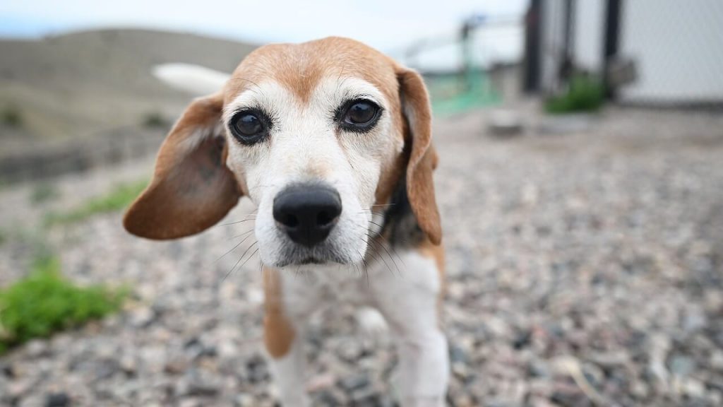 VIDEO: PETA Helped These Six Beagles Leave a Laboratory Behind Forever