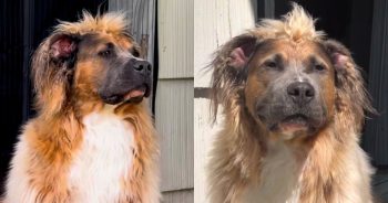 Check Out the Pit Bull Serving Serious ’80s Glam Rock Vibes