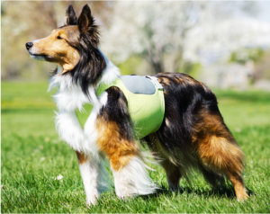15 Products We Love For Summer Hikes With Our Dogs