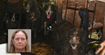 36 Border Collies Rescued From Deplorable Conditions Hidden Inside Home