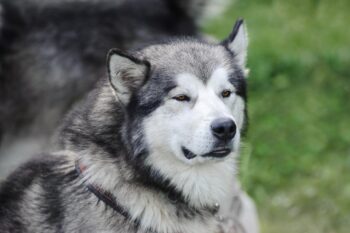9 Best Alaskan Malamute Immunity Supplements