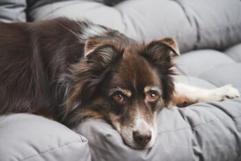 Best Dog Beds for Australian Shepherds