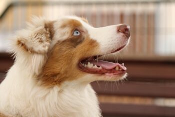 11 Energetic Dog Breeds That Never Seem To Tire Out