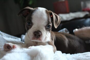 Best Dog Beds for Boston Terriers