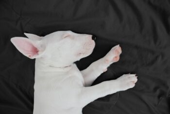 Best Dog Beds for Bull Terriers