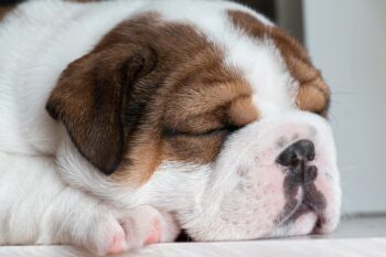 Best Dog Beds for Bulldogs