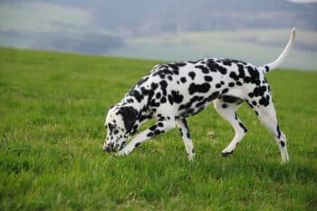Crystals in Dog Urine: Causes, Symptoms, and Treatment (2026 Vet Guide)