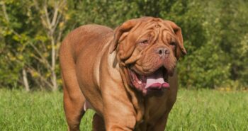 9 Best Dogue De Bordeaux Immunity Supplements