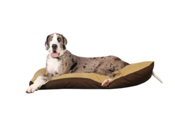 Best Dog Beds for Great Danes