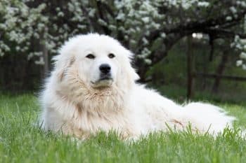 9 Best Great Pyrenees Immunity Supplements