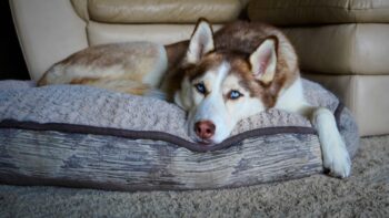 Best Dog Beds for Huskies
