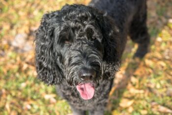 9 Best Labradoodle Immunity Supplements