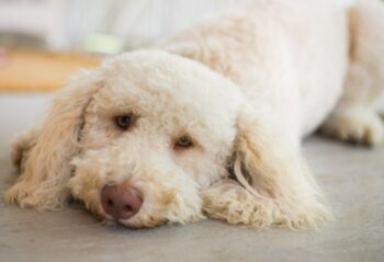 The 9 Best Beds For Senior Labradoodles