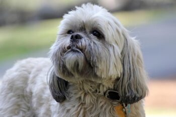 9 Best Lhasa Apso Immunity Supplements