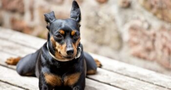9 Best Miniature Pinscher Immunity Supplements