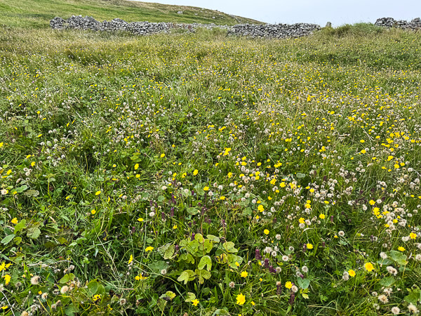 Bloody Ragwort