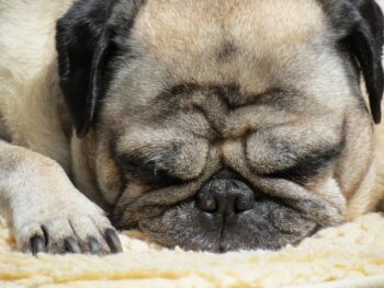 Best Dog Beds for Pugs