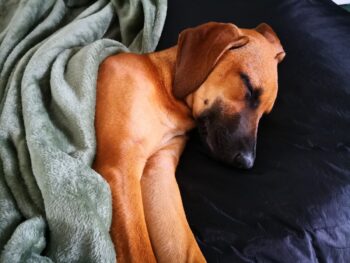 Best Dog Beds for Rhodesian Ridgebacks